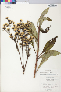 Vernonia glauca image