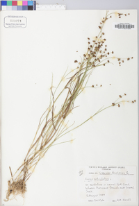 Juncus articulatus image