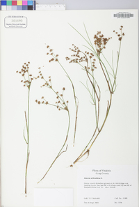 Juncus articulatus image