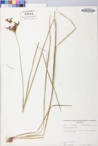 Juncus biflorus image