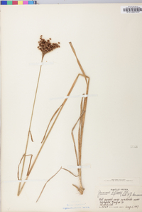 Juncus biflorus image