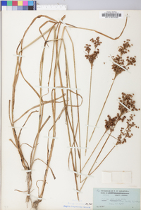 Juncus biflorus image