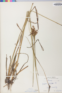 Juncus biflorus image