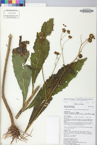 Verbesina alternifolia image