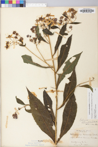 Verbesina alternifolia image