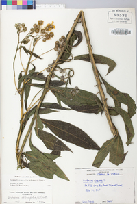 Verbesina alternifolia image