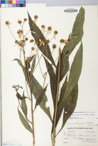 Verbesina alternifolia image