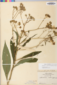 Verbesina alternifolia image