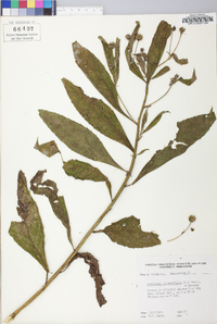 Verbesina alternifolia image