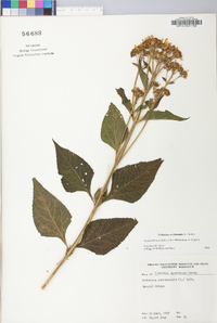 Verbesina occidentalis image