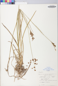 Juncus biflorus image