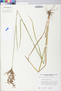 Juncus biflorus image