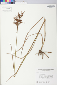 Juncus biflorus image