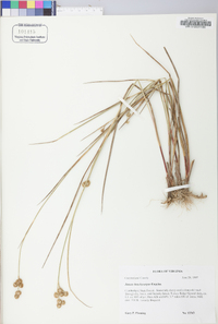 Juncus brachycarpus image