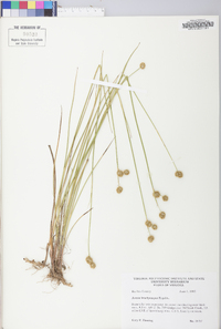 Juncus brachycarpus image