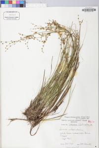 Juncus brachycephalus image