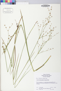 Juncus brachycephalus image