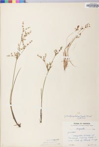 Juncus brachycephalus image