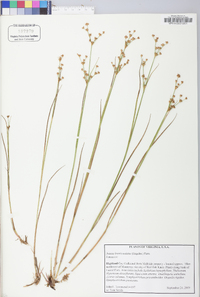 Juncus brevicaudatus image