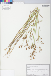 Juncus brevicaudatus image