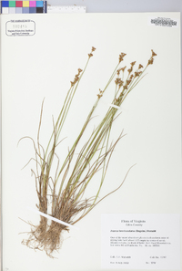 Juncus brevicaudatus image