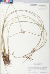 Juncus coriaceus image