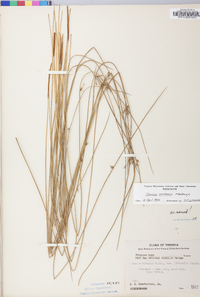 Juncus coriaceus image