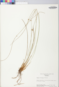 Juncus coriaceus image