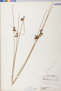 Juncus coriaceus image