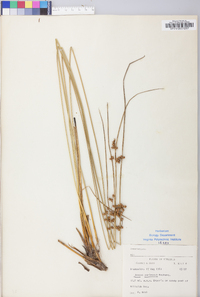 Juncus coriaceus image