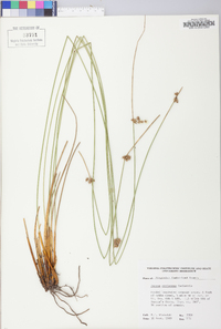 Juncus coriaceus image