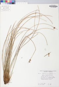 Juncus coriaceus image