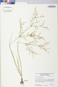 Juncus diffusissimus image