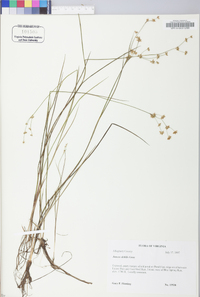 Juncus debilis image