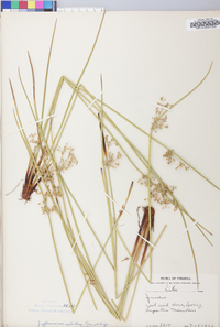 Juncus effusus var. solutus image