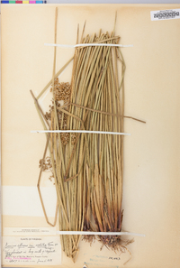 Juncus effusus var. solutus image