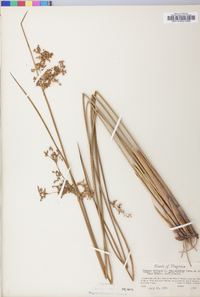 Juncus effusus var. solutus image