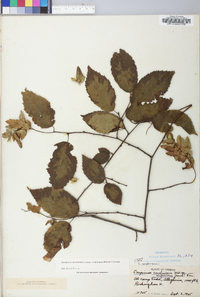 Carpinus caroliniana subsp. virginiana image