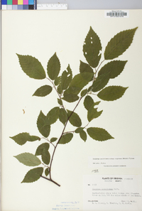 Carpinus caroliniana subsp. virginiana image