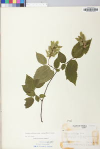 Carpinus caroliniana subsp. virginiana image