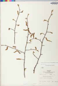 Carpinus caroliniana subsp. virginiana image