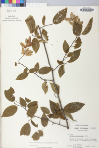 Carpinus caroliniana subsp. virginiana image