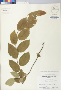 Carpinus caroliniana subsp. virginiana image