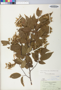 Carpinus caroliniana subsp. virginiana image