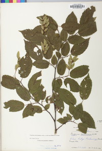 Carpinus caroliniana subsp. virginiana image