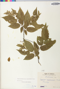 Carpinus caroliniana subsp. virginiana image