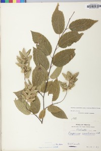 Carpinus caroliniana subsp. virginiana image