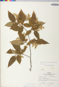 Carpinus caroliniana subsp. virginiana image