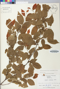 Carpinus caroliniana subsp. virginiana image