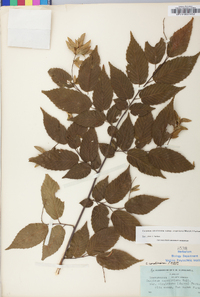 Carpinus caroliniana subsp. virginiana image